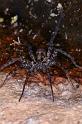 Dolomedes_ZZ321_D3593_Z_82_Mt Augustus_Australie